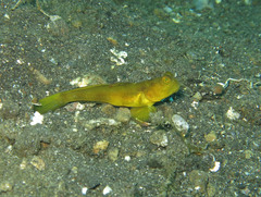 Cryptocentrus fasciatus