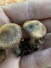 Inocybe flocculosa