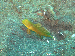 Cryptocentrus fasciatus