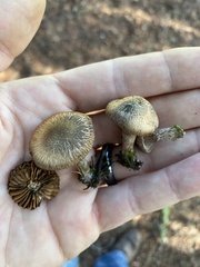 Inocybe flocculosa