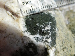 Scoliciosporum umbrinum