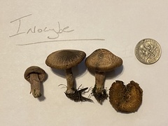 Inocybe flocculosa