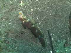 Cryptocentrus fasciatus