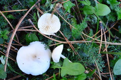 Marasmius wynneae