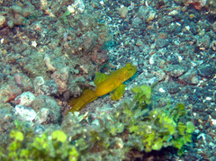 Cryptocentrus sericus