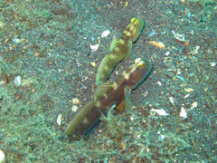 Cryptocentrus fasciatus