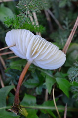 Marasmius wynneae