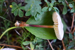 Marasmius wynneae