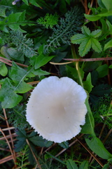 Marasmius wynneae