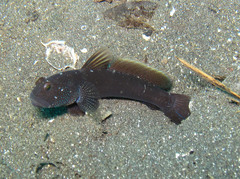 Cryptocentrus fasciatus