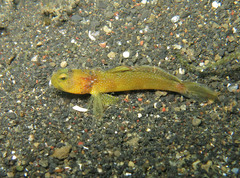 Cryptocentrus fasciatus