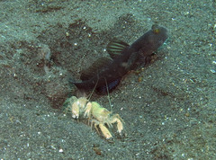 Cryptocentrus fasciatus