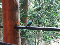 Chalcophaps longirostris