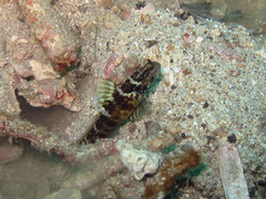 Cryptocentrus sericus