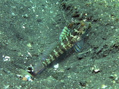 Cryptocentrus sericus