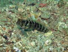 Cryptocentrus sericus