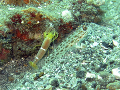 Ctenogobiops pomastictus