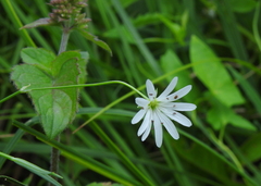 Stellaria palustris