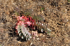 Myrsiniteae