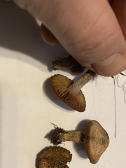 Inocybe flocculosa