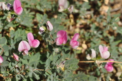 Lotus gebelia