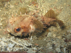 Cyclichthys orbicularis