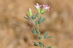 Lotus gebelia