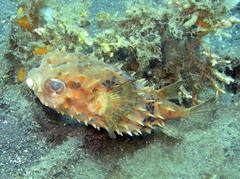 Cyclichthys orbicularis
