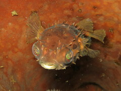 Cyclichthys orbicularis