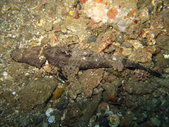 Cymbacephalus beauforti