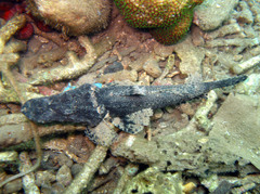 Cymbacephalus beauforti