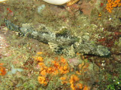 Cymbacephalus beauforti