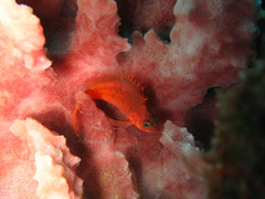 Cyprinocirrhites polyactis