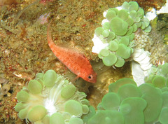 Cyprinocirrhites polyactis