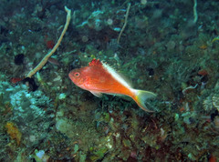 Cyprinocirrhites polyactis