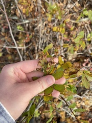 Spiraea alba
