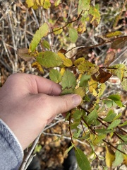 Spiraea alba