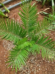 Encephalartos ngoyanus