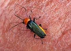 Chauliognathus tricolor