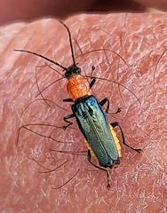Chauliognathus tricolor