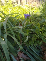Tradescantia gigantea
