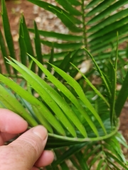 Encephalartos ngoyanus