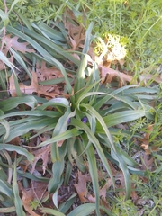 Tradescantia gigantea