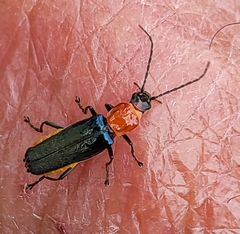 Chauliognathus tricolor
