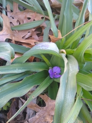 Tradescantia gigantea