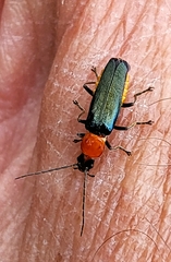 Chauliognathus tricolor
