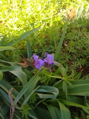 Tradescantia gigantea