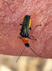 Chauliognathus tricolor