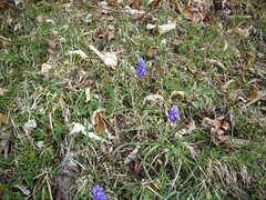 Muscari armeniacum