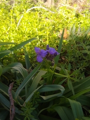 Tradescantia gigantea